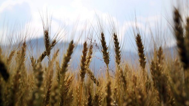 <p>
	<em>Снимка: Pixabay</em></p>
