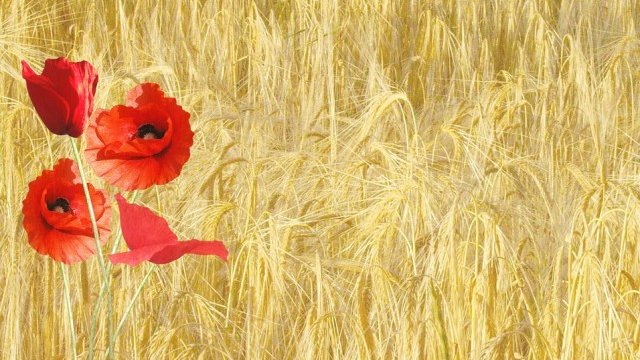 <p>
	<em>Снимка: Pixabay</em></p>
