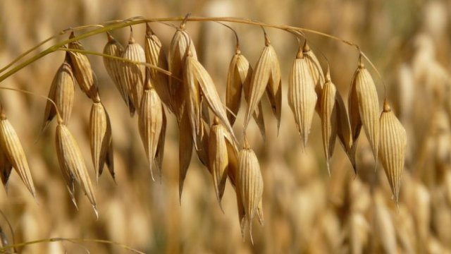 <p>
	<em>Снимка: Pixabay</em></p>
