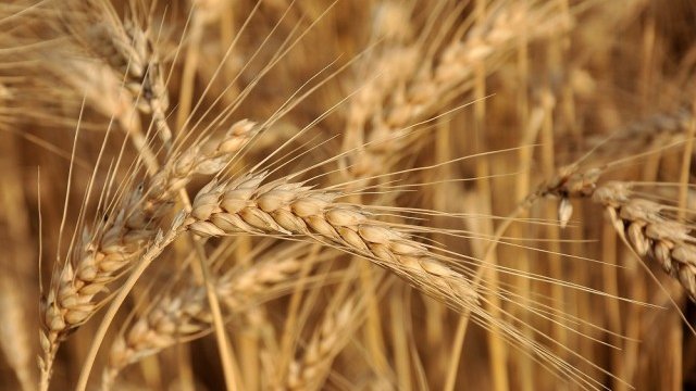 <p>
	<em>Снимка: БТА</em></p>
