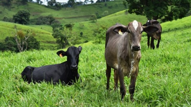 Нови технологии променят екологичния отпечатък от бизнеса с крави