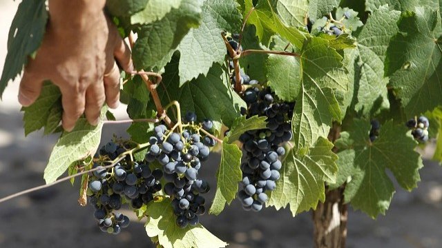 <p>
	Дъждовете през пролетта и лятото са основната причина тази година да имаме недостиг на грозде. <em>Снимка: БТА</em></p>
