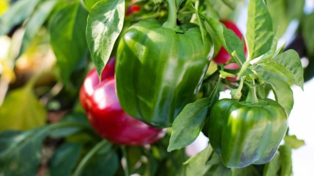 <p>
	<em>Снимка: Pixabay</em></p>
