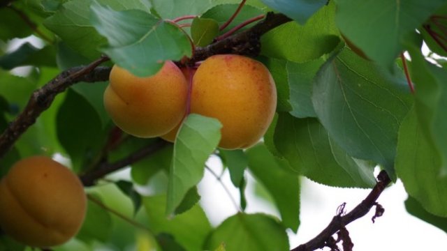 <p>
	<em>Снимка: Pixabay</em></p>
