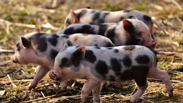 Снимка: Pixabay