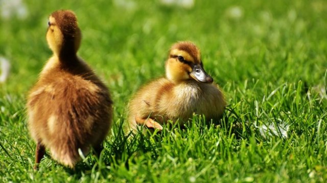 <p>
	<em>Снимка: Pixabay</em></p>
