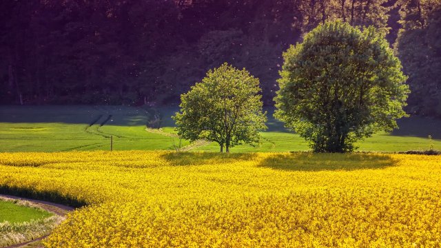 Снимка: Pixabay