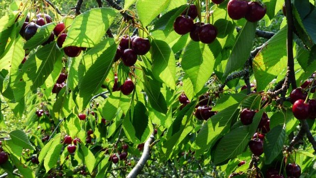 <p>
	<em>Снимка: Pixabay</em></p>
