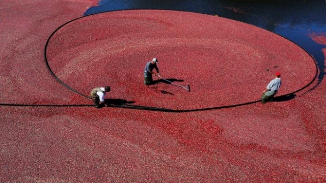 <p>
	Работници събират боровинки във ферма в Масачузетс, САЩ. <em>Снимка: Архив Ройтерс</em></p>
