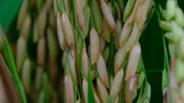 <p>
	<em>Снимка: Samsul Said/Bloomberg</em></p>
