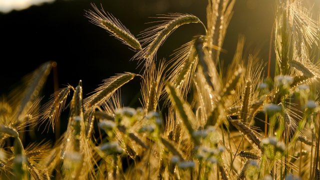 Снимка: Pixabay