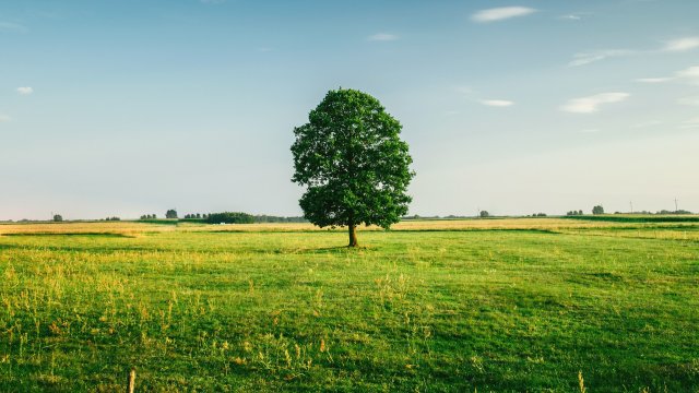 Снимка: Pixabay