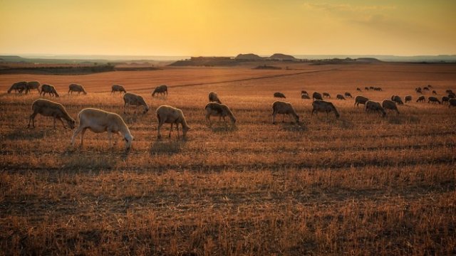 <p>
	<em>Снимка: Pixabay</em></p>
