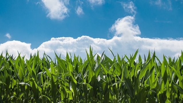 Кои са новите предизвикателства пред земеделския сектор у нас?