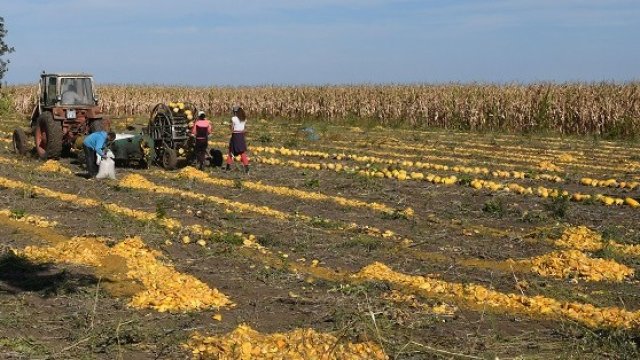 <p>
	Земеделци от разградското село Конево прибират тези дни тазгодишната реколта от тикви за семе, което се използва в индустрията. <em>Снимка: БТА</em></p>
