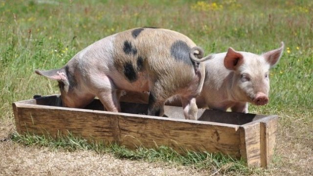 <p>
	<em font-size:="" pt="" style="color: rgb(102, 102, 102); font-family: ">Снимка: Pixabay.com</em></p>
