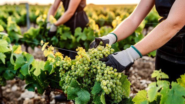 Снимка: freepik