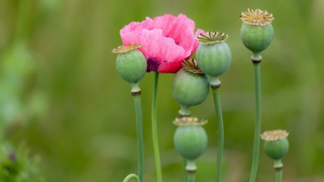 <p>
	<em>Снимка: Pixabay</em></p>
