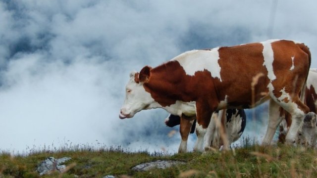 <p>
	<em>Снимка: Pixabay</em></p>
