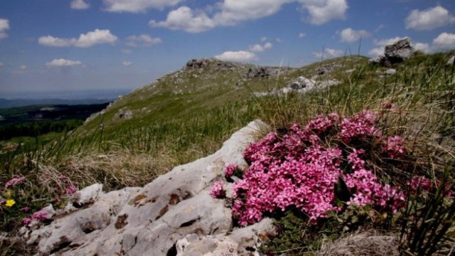 <p>
	<em>Снимка: ppbulgarka.net</em></p>
