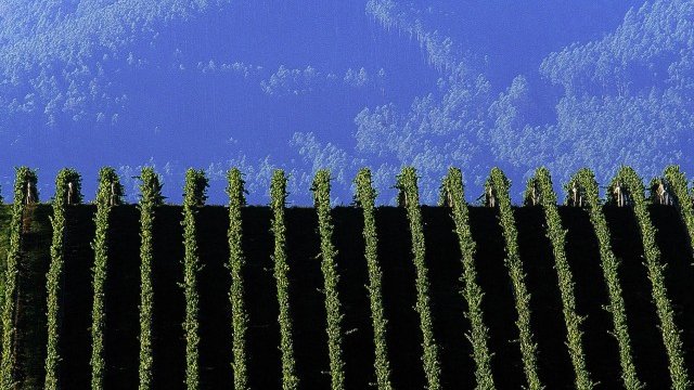 <p>
	Производството на вино е един от основните поминаци в Австралия. <em>Снимка: Ройтерс</em></p>
