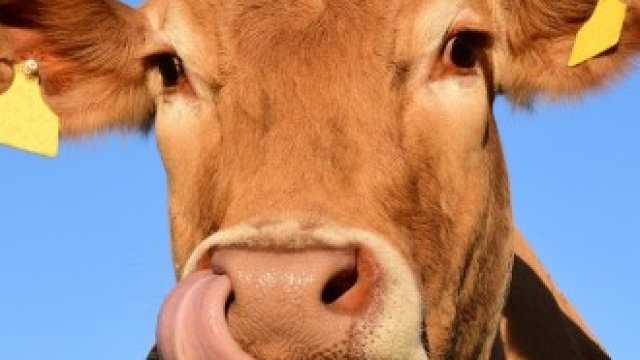 <p>
	<em>Снимка: Pixabay.com</em></p>
