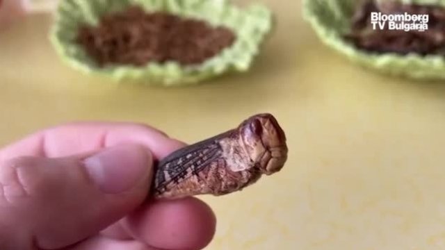 Насекоми на масата - Част 2