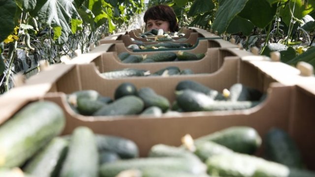 <p>
	Оранжерия на компанията &bdquo;Долина Овощей&ldquo; в Липецка област &ndash; на 500 км югозападно от Москва, август 2017 г. Снимка: Архив Ройтерс</p>
