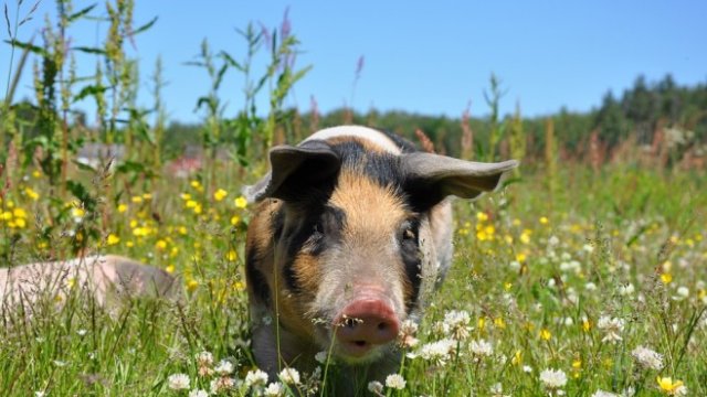 <p>
	<em>Снимка: Pixabay</em></p>
