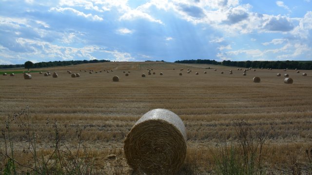 Снимка: Pixabay