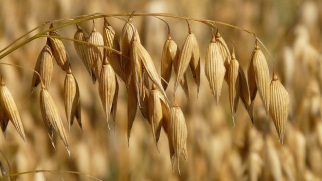 <p>
	<em>Снимка: Рixabay</em></p>
