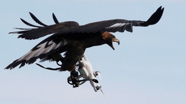 <p>
	Скален орел прихваща летящ дрон по време на учение в базата на френските военновъздушни сили в Мон дьо Марсан, Югозападна Франция, февруари 2017 г.<em> Снимка: Архив Ройтерс</em></p>

