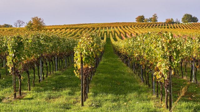 Снимка: Pixabay