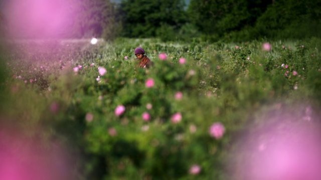 <p>
	Розобер в България. <em>Снимка: Архив Ройтерс</em></p>
