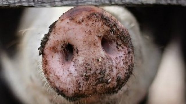 <p>
	<em>Снимка: Pixabay.com</em></p>
