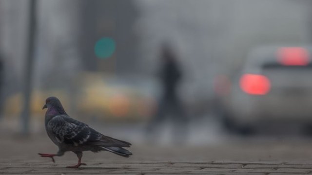 <p>
	<em>Снимка: Димитър Кьосемарлиев, Investor Media Group</em></p>
<p>
	&nbsp;</p>
