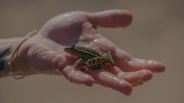 <p>
	Могат ли инвестиционните &quot;жаби&quot; сами да се измъкнат от врялата вода или трябва да им се помогне. <em>Снимка: Bloomberg</em></p>
