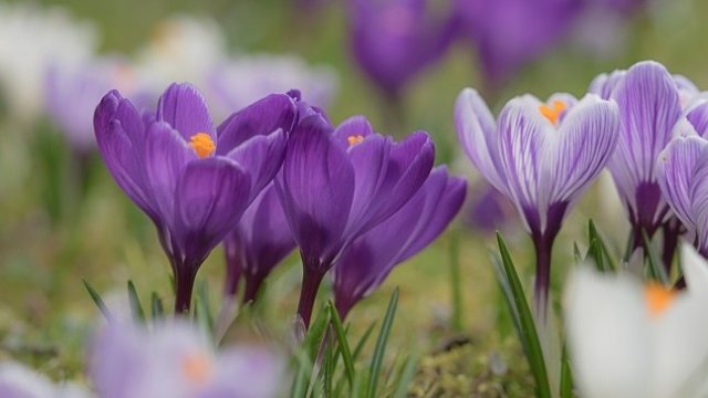 Ще има ли в България научен център с опитно поле за отглеждане на шафран?