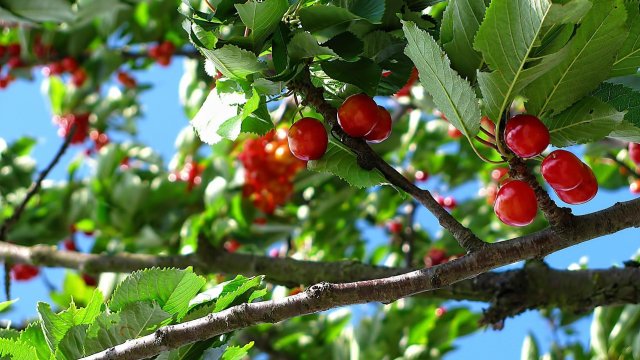 Снимка: Pixabay