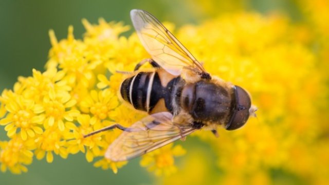 <p>
	<em>Снимка: Pixabay</em></p>
