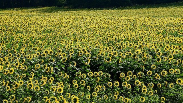 Снимка: Bloomberg LP