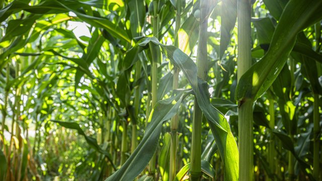 Снимка: Pascal Mora/Bloomberg