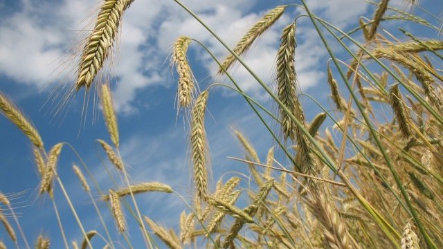 <p>
	<em>Снимка: Pixabay</em></p>
