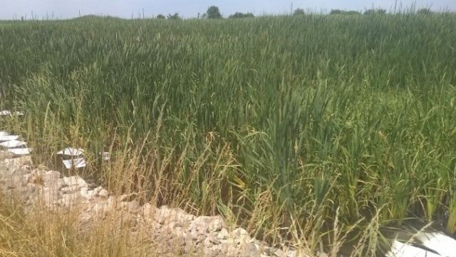 <p>
	Със специални абсорбиращи материали се отстраняват остатъците от замърсяването. <em>Снимка: МОСВ</em></p>
