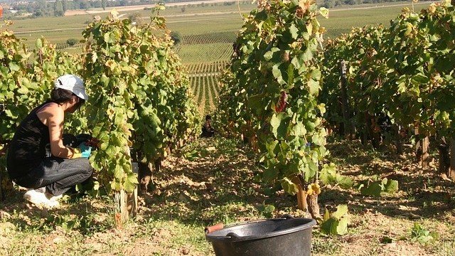 <p>
	<em>Снимка: Pixabay</em></p>
