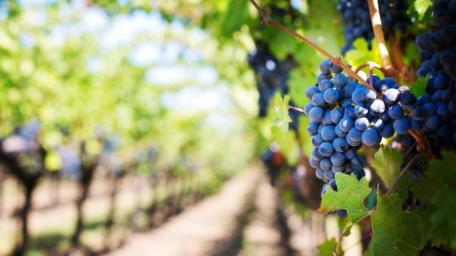 Снимка: Pixabay