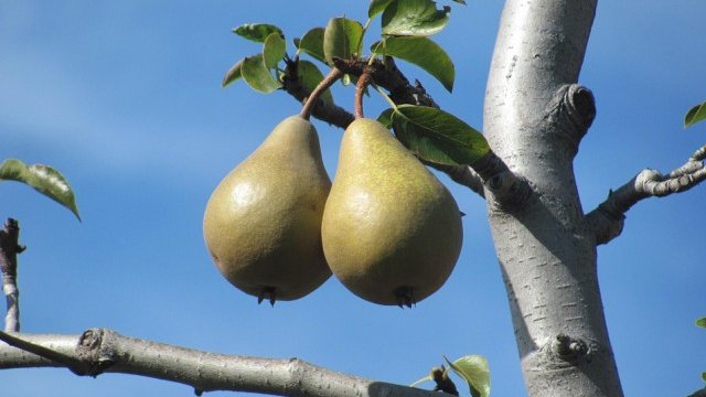 <p>
	<em>Снимка: Pixabay</em></p>
