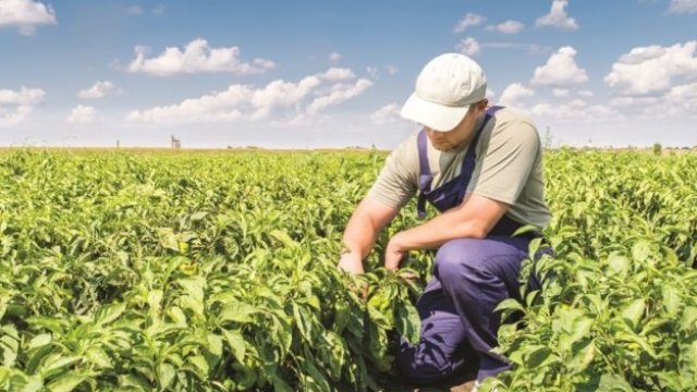 <p>
	<em>Снимка:&nbsp;</em><em>МЗХГ</em></p>
