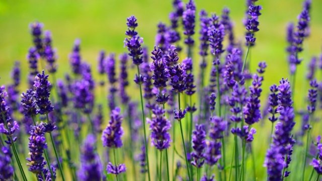 <p>
	<em>Снимка: Pixabay</em></p>
