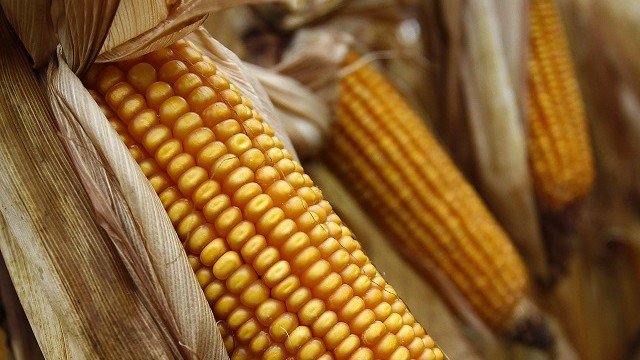 <p>
	<em>Снимка: Архив Ройтерс</em></p>
